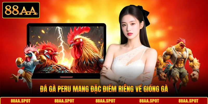 Đá gà Peru mang đặc điểm riêng về giống gà