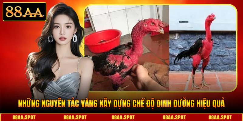Những nguyên tắc vàng xây dựng chế độ dinh dưỡng hiệu quả