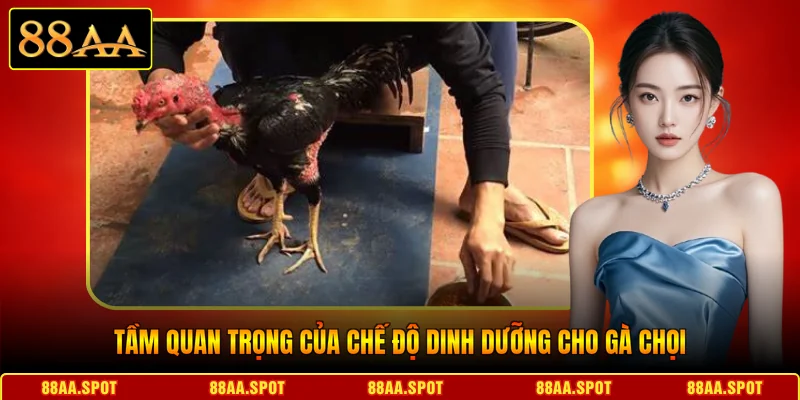 Tầm quan trọng của chế độ dinh dưỡng cho gà chọi